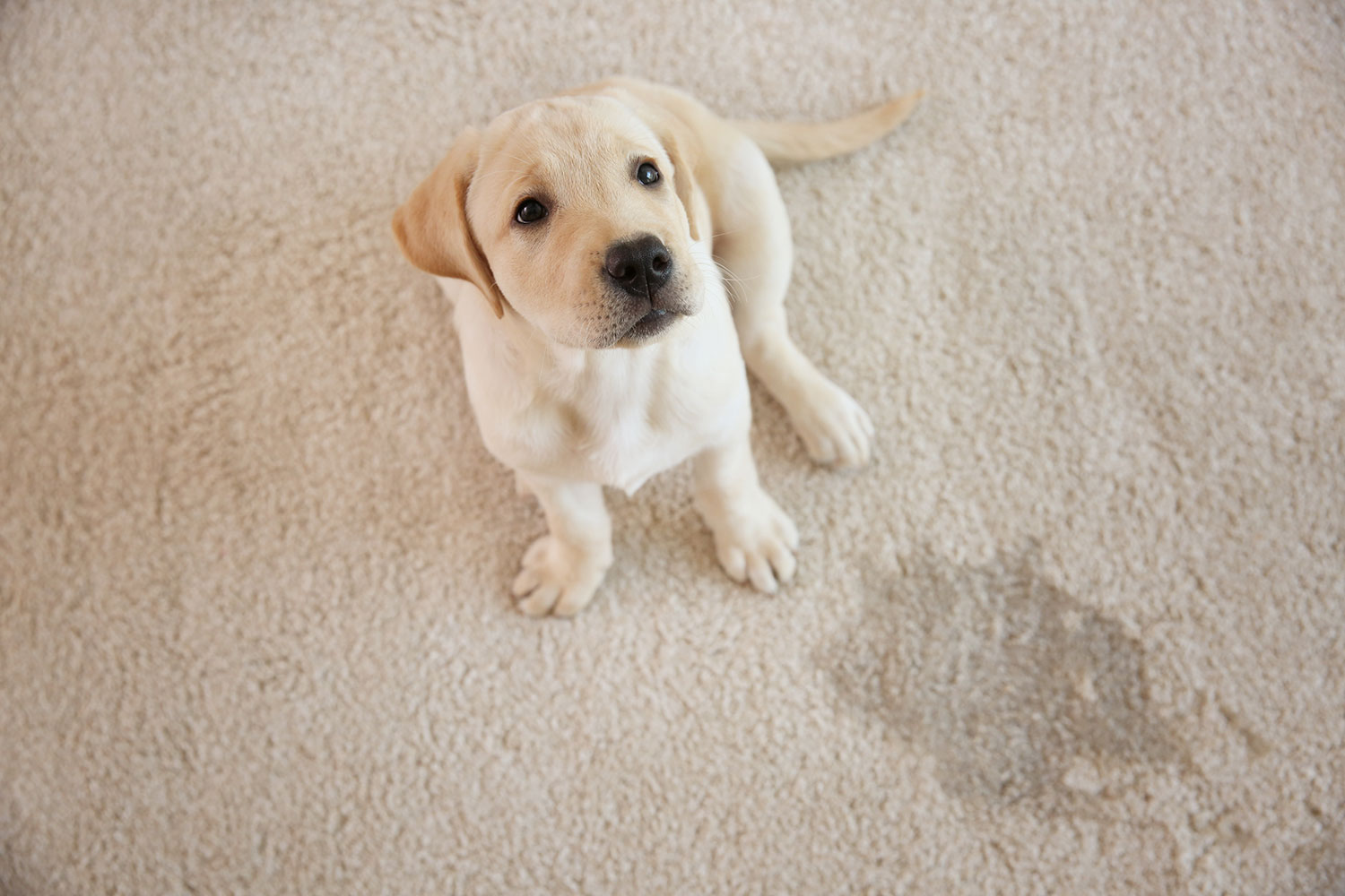 pet wee stain removal service